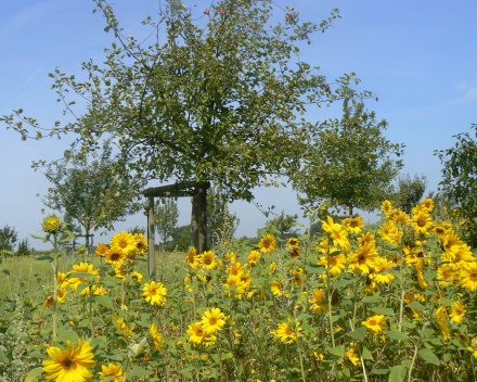 Bloemenweides #VANRSL