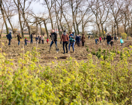 Boomplantactie in het Bergmolenbos