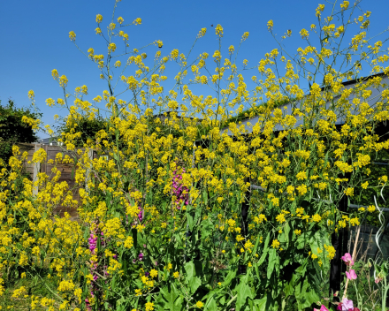 Bloemen