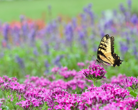 Vlindertuin