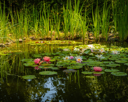 Water brengt leven in de tuin