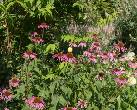 Bloemenborders