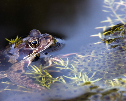 Water brengt leven in de tuin