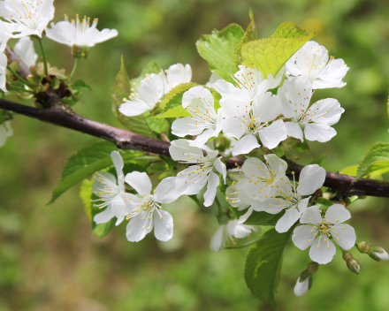 Een boom op maat van je tuin