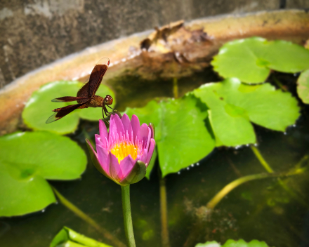 Water brengt leven in de tuin