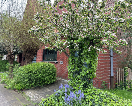 Voortuin in de lente