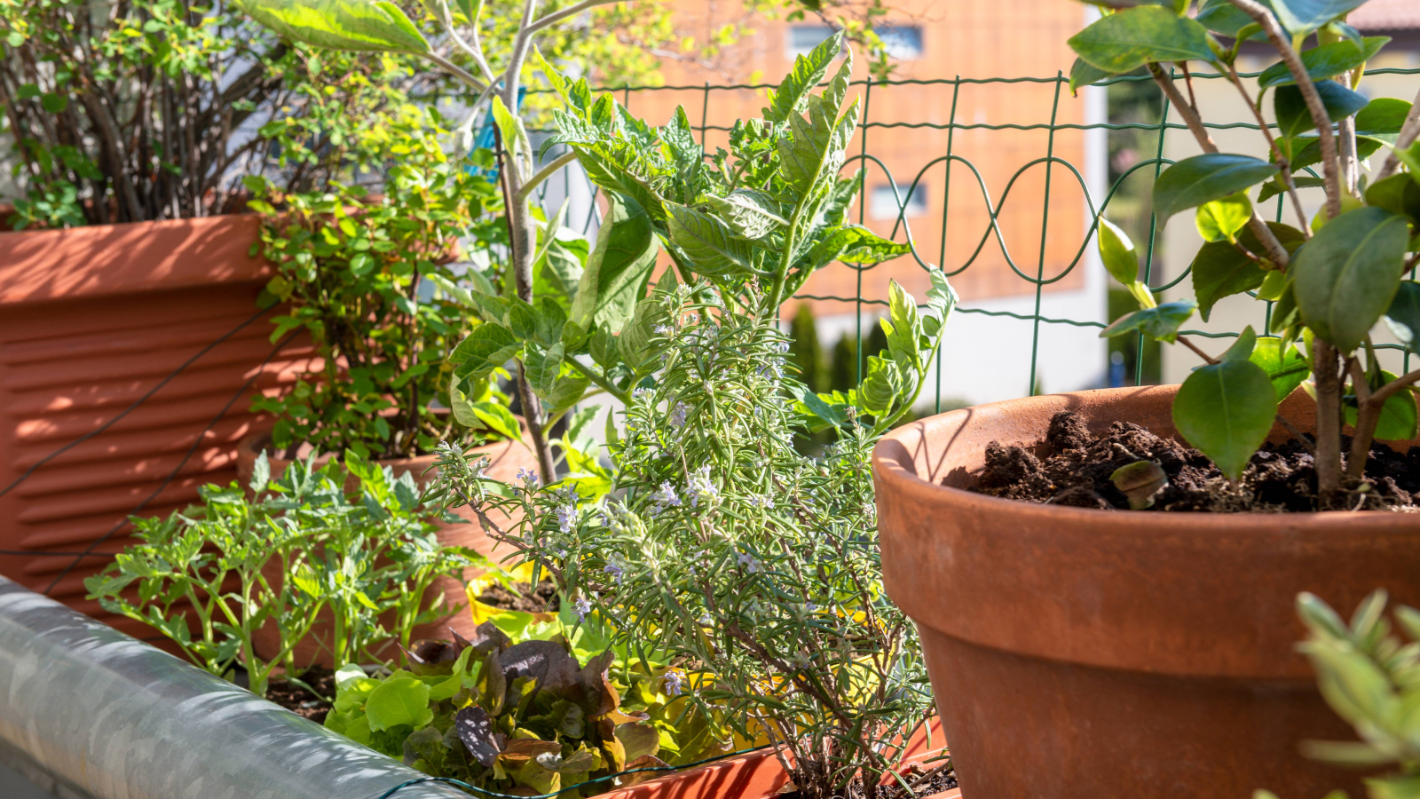 Tuinieren in potten en | Klimaatswitch #VANRSL